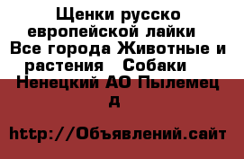 Щенки русско европейской лайки - Все города Животные и растения » Собаки   . Ненецкий АО,Пылемец д.